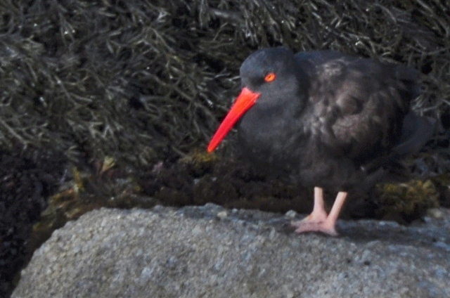 Oyster Catcher